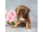 Shih Tzu Puppy for sale in Manheim, PA, USA