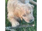 Goldendoodle Puppy for sale in Sellersville, PA, USA