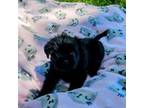 Affenpinscher Puppy for sale in Lebanon, MO, USA