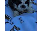 Shih Tzu Puppy for sale in Lebanon, MO, USA