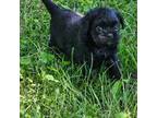 Affenpinscher Puppy for sale in Lebanon, MO, USA