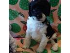 Poodle (Toy) Puppy for sale in Statesville, NC, USA