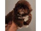 Shih Tzu Puppy for sale in Brandon, FL, USA