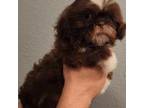 Shih Tzu Puppy for sale in Brandon, FL, USA