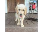 Goldendoodle Puppy for sale in Dallas, GA, USA