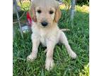 Goldendoodle Puppy for sale in Dallas, GA, USA