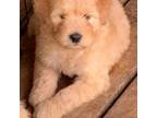Chow chow/ Chowdoodle pups