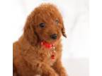 Poodle (Toy) Puppy for sale in Bethesda, MD, USA