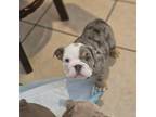 Bulldog Puppy for sale in San Fernando, CA, USA