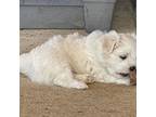 Mal-Shi Puppy for sale in Robinson, KS, USA