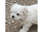 Mal-Shi Puppy for sale in Robinson, KS, USA