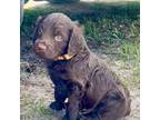 Boykin Spaniel Puppy for sale in Hemingway, SC, USA