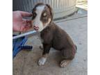 Border Collie Puppy for sale in Bakersfield, CA, USA