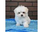 Maltese Puppy for sale in Deepwater, MO, USA