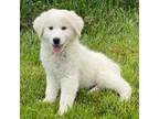 Great Pyrenees Puppy for sale in Seneca Falls, NY, USA