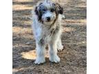 Aussiedoodle Puppy for sale in Susanville, CA, USA