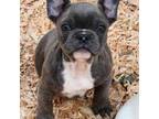 French Bulldog Puppy for sale in Susanville, CA, USA