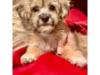 Shorkie Tzu Puppy for sale in Arlington, VA, USA