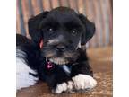 Schnauzer (Miniature) Puppy for sale in Stockton, MO, USA