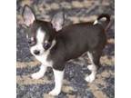 Chihuahua Puppy for sale in Ozark, MO, USA