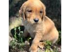 Golden Retriever Puppy for sale in Fredericktown, MO, USA