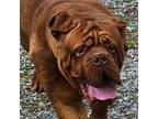 American Bull Dogue De Bordeaux Puppy for sale in Kokomo, IN, USA