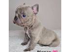 French Bulldog Puppy for sale in Eden Prairie, MN, USA