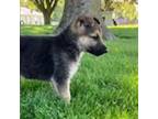 German Shepherd Dog Puppy for sale in Wakarusa, IN, USA