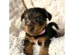 Yorkshire Terrier Puppy for sale in Redding, CA, USA