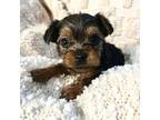 Yorkshire Terrier Puppy for sale in Redding, CA, USA
