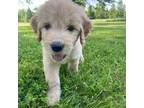 Goldendoodle Puppy for sale in Sellersville, PA, USA
