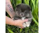 Pomeranian Puppy for sale in Oologah, OK, USA