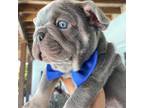 French Bulldog Puppy for sale in Cutler Bay, FL, USA