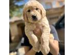 Golden Retriever Puppy for sale in Fontana, CA, USA