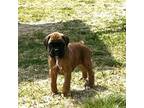 Boxer Puppy for sale in Clayton, DE, USA