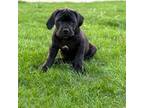 Boerboel Puppy for sale in Madison, WI, USA