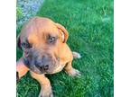 Boerboel Puppy for sale in Madison, WI, USA