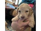 Goldendoodle Puppy for sale in Ogden, UT, USA