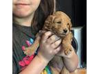 Goldendoodle Puppy for sale in Ogden, UT, USA