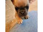 French Bulldog Puppy for sale in Midlothian, VA, USA