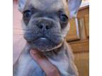 French Bulldog Puppy for sale in Midlothian, VA, USA