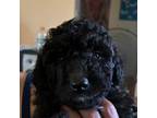 Poodle (Toy) Puppy for sale in Ceres, CA, USA