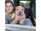 Chinese Shar-Pei Puppy for sale in West Lafayette, IN, USA