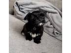Shorkie Tzu Puppy for sale in Canton, GA, USA