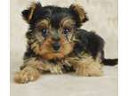 FHSG Teacup Yorkshire Terrier Puppies
