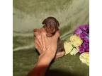 Miniature Pinscher Puppy for sale in Harrisonburg, VA, USA