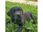 Labrador Retriever Puppy for sale in North Freedom, WI, USA