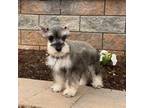 Schnauzer (Miniature) Puppy for sale in Seneca Falls, NY, USA