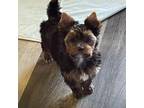 Yorkshire Terrier Puppy for sale in Lyons, NE, USA