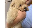 Maltipoo Puppy for sale in Cove, AR, USA